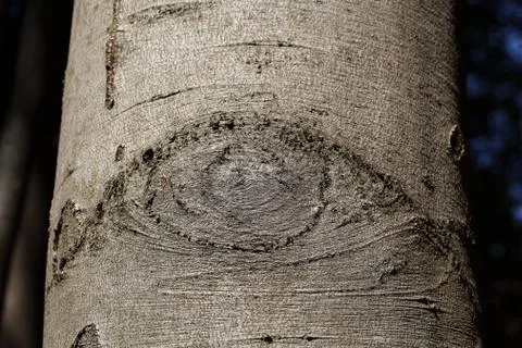 An eye-like structure on beech tree bark. Stock Photos
