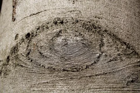 An eye-like structure on beech tree bark. Stock Photos