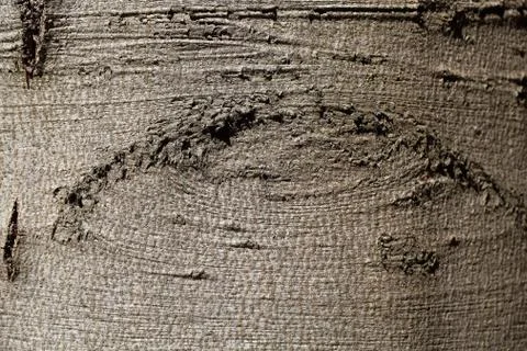 An eye-like structure on beech tree bark. Stock Photos