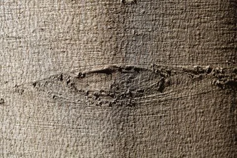 An eye-like structure on beech tree bark. Stock Photos