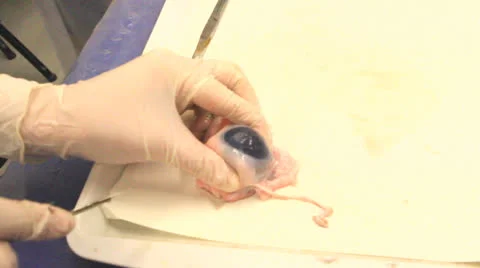 Eye structure in science lesson Stock Footage 25455755