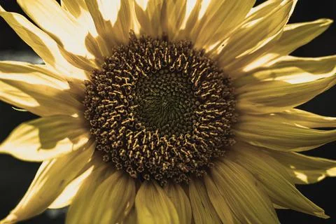 The eye of the Sunflower Foto stock