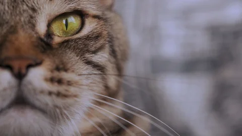 Eye of a tabby cat close-up. The cat looks at the camera and blinks. Stock Footage 129267345