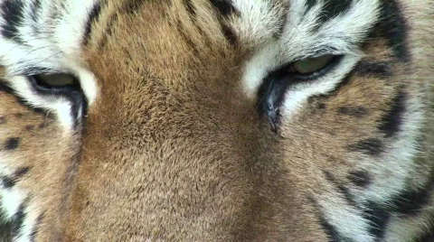 Eye of tiger, close-up Stock Footage