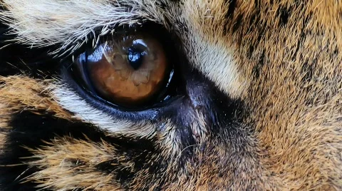 Eye of a tiger Stock Footage