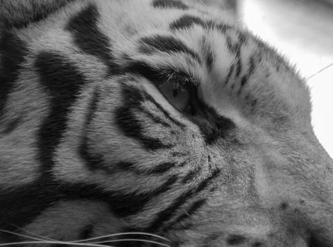 Eye of the tiger Stock Photos