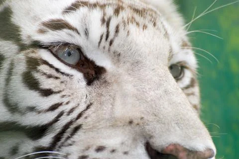 Eye of the tiger Stock Photos