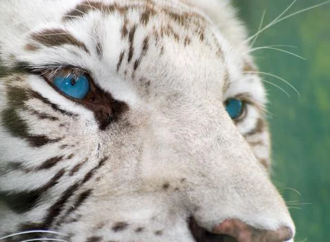 Eye of the tiger Stock Photos