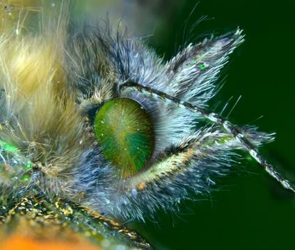Eye of tortoiseshell butterfly Foto stock