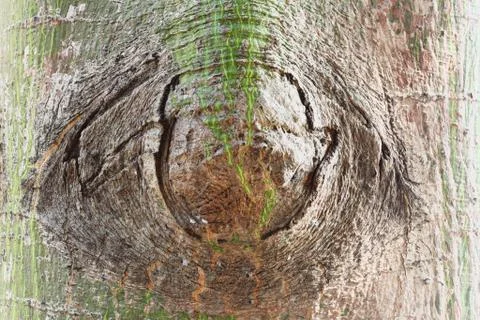 Eye of tree bark Stock Photos