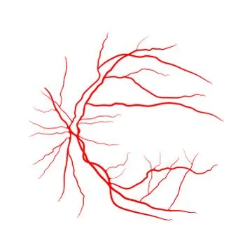 Eye vein system x ray angiography vector design isolated on white Stock Illustration