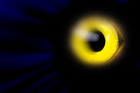 Eye vision Stock-Fotos