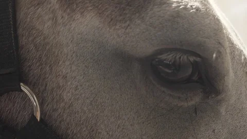 Eye from white horse in the stable Stock-Footage 79065264