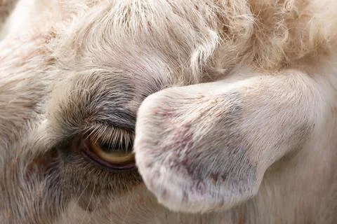Eye of a white sheep close-up. Stock Photos