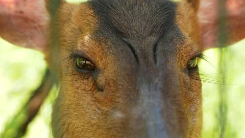 The eye of a wild animal in captivity. A close-up of a pudu deer. Video stock 154423694