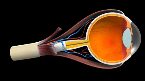 Eye X-Section, 360 Degree Rotation Stock Footage