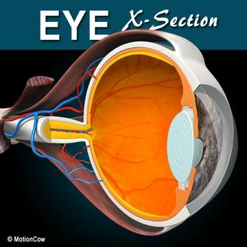 Eye X-Section 3D Model