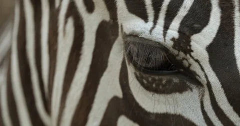 Eye of zebra 50fps Stock Footage 114358603