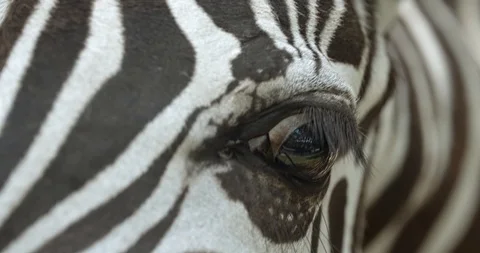 Eye of zebra 50fps Stock-Footage 114358883