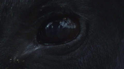 Eye1 Stock Footage 119757432