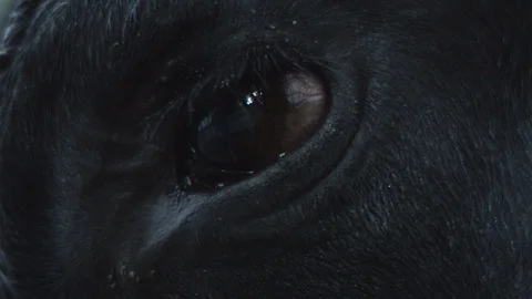 Eye2 Stock Footage 119757471