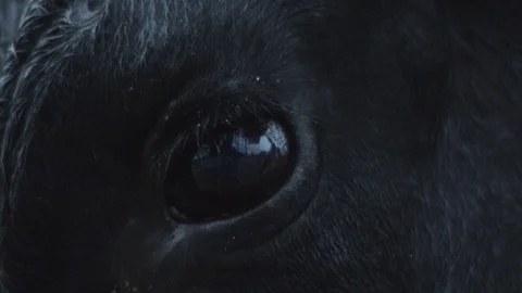 Eye3 Stock Footage 119757513