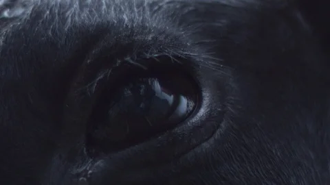 Eye5 Stock Footage 119757662