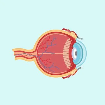 Eyeball icon cutout in flat style. Illustration of the organ of vision Stock Illustration