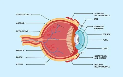 Eyeball icon cutout in flat style. Illustration of the organ of vision Stock Illustration