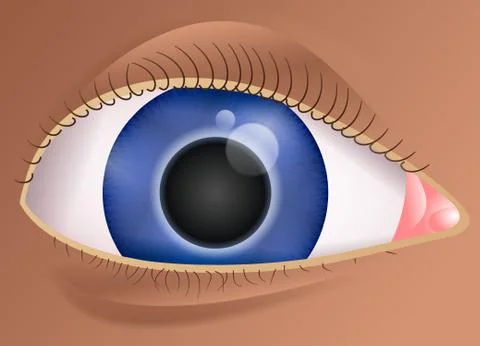 Eyeball Illustration Illustration