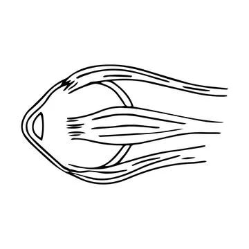 Eyeball isolated on white background. Human anatomy in doodle style. Stock Illustration