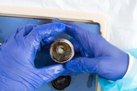 Eyeball of a sheep Stock Photos
