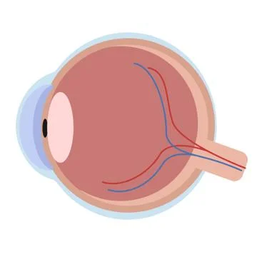 Eyeball simple illustration on white background Stock Illustration