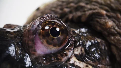 Eyeball of a snapping turtle macro close up Stock Footage 256736827