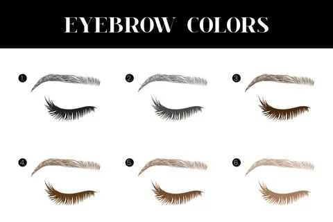 Eyebrow and Lashes Colors Chart Illustration Stock Illustration