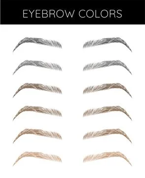 Eyebrow Colors Chart Illustration Stock Illustration
