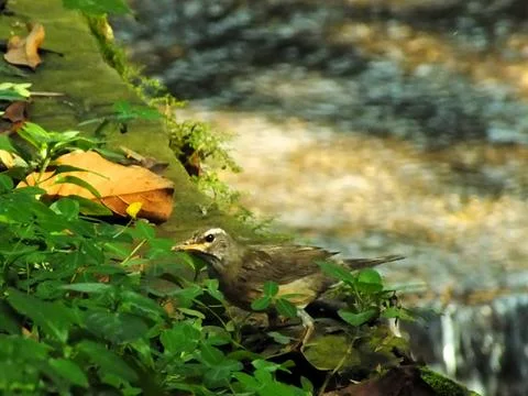 Eyebrowed Thrush Bird Stock Photos