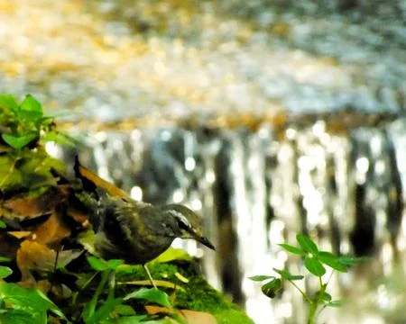Eyebrowed Thrush Bird Stock Photos