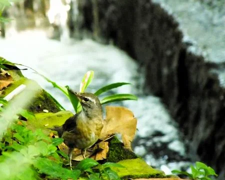 Eyebrowed Thrush Bird Foto stock