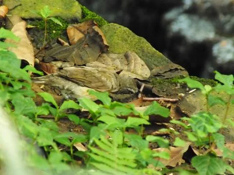 Eyebrowed Thrush Bird Stock Photos