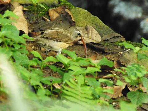 Eyebrowed Thrush Bird Foto stock