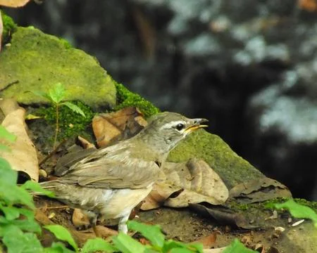 Eyebrowed Thrush Bird Stock Photos