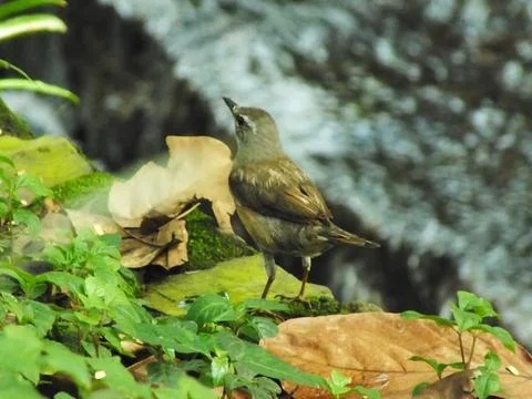 Eyebrowed Thrush Bird Stock-Fotos