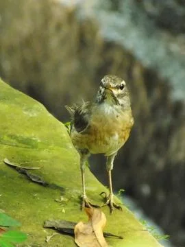 Eyebrowed Thrush Bird Stock Photos
