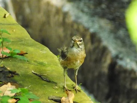 Eyebrowed Thrush Bird Stock Photos