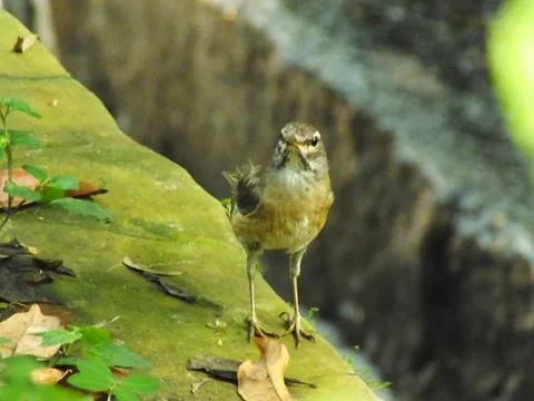 Eyebrowed Thrush Bird Stock Photos