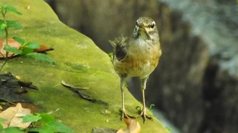 Eyebrowed Thrush Bird Stock-Fotos