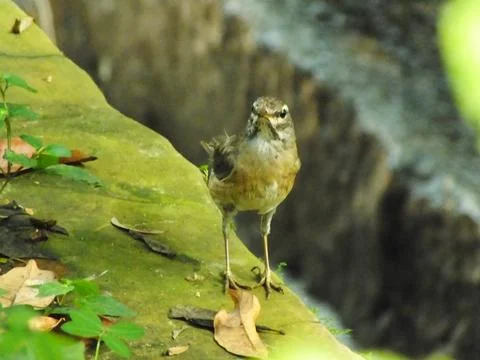 Eyebrowed Thrush Bird Stock Photos