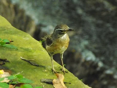 Eyebrowed Thrush Bird Stock Photos