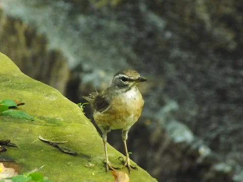Eyebrowed Thrush Bird Stock Photos
